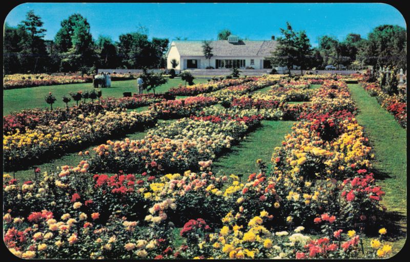 Jackson & Perkins Rose Garden Newark New York