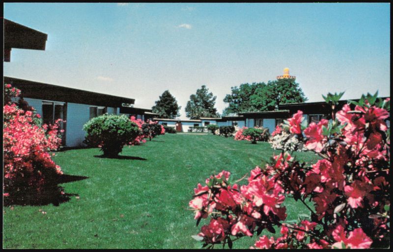 Azaleas at South of the Border Motel South Carolina