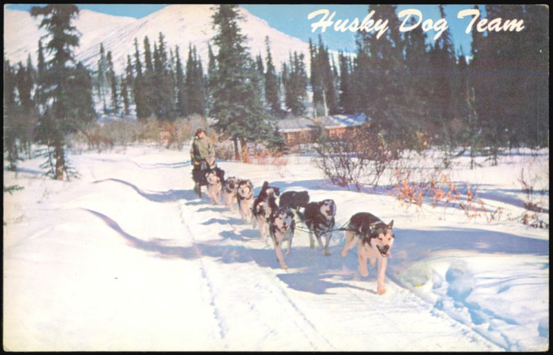 Alaska Husky Dog Team Sledding in Snow Mac's Foto Dogs