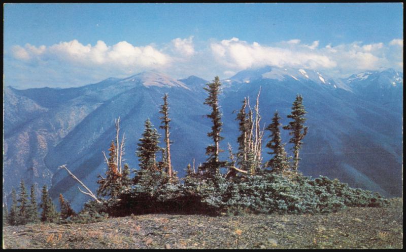 Olympic Mountains Washington State Skirted Alpine Fir Trees
