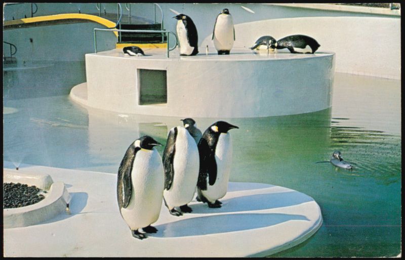Penguins at the Portland Oregon Zoo Ken Vermillion