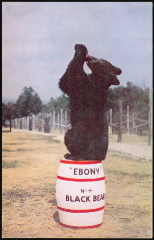 Ebony Black Bear Drinking From Bottle on Barrel North Woodstock New Hampshire