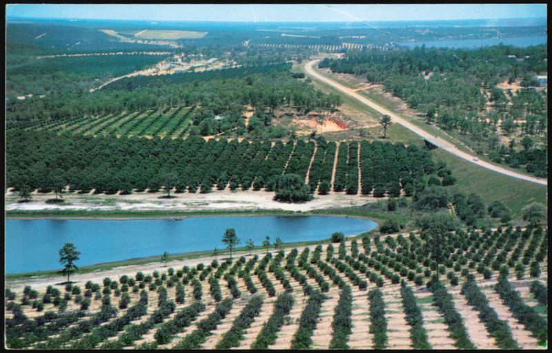 Citrus Groves and Lakes from the Citrus Tower Florida