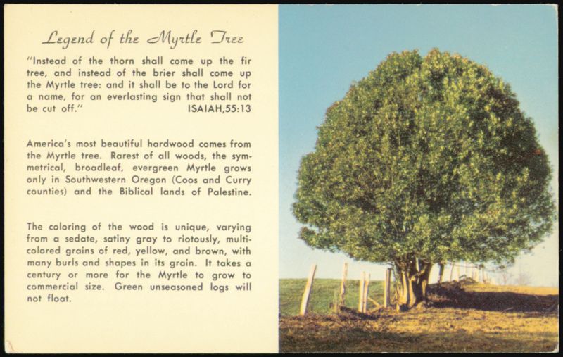 Legend of the Myrtle Tree - Rare Broadleaf Evergreen Coos Bay Oregon