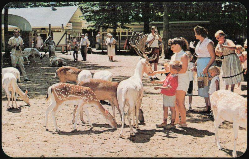 Deer Forest Paw Paw Lake Feeding Bucks and Fawns Coloma Michigan
