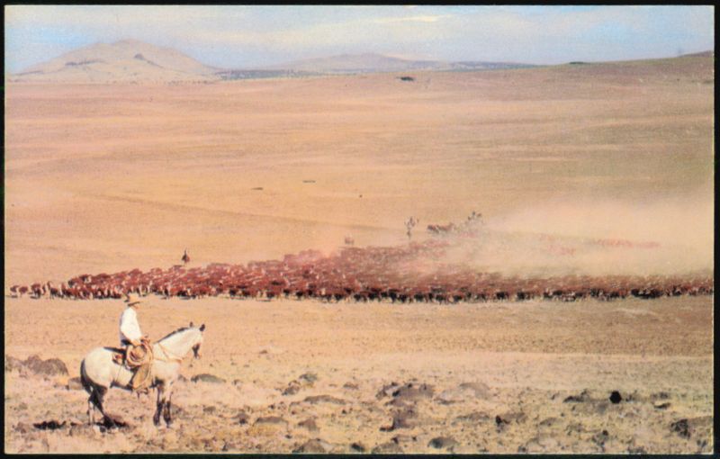 Range Herd Cowboy on Horse Rounding Up Cattle R J M