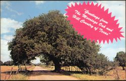 Marriage Oak and Hill Country of Texas Postcard