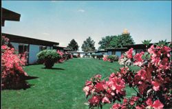 Azaleas at South of the Border Motel Postcard