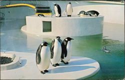 Penguins at the Portland Oregon Zoo Postcard