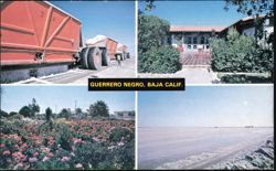 Guerrero Negro, Baja California - Gardens and Salt Flats Postcard