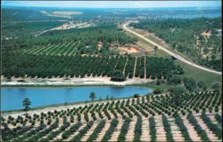 Citrus Groves and Lakes from the Citrus Tower Florida Postcard