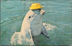 Sandy the Dolphin wearing a yellow hat at Sea World Lagoon Postcard