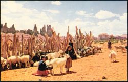 Navajo Sheep Herd with Girls Tending Sheep and Goats Postcard