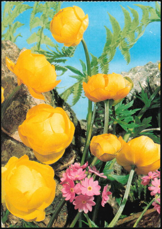 Trollius europaeus and Primula farinosa Wildflowers