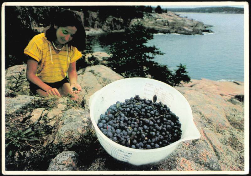 Picking Wild Blueberries by the Sea in Maine Ed Elvidge