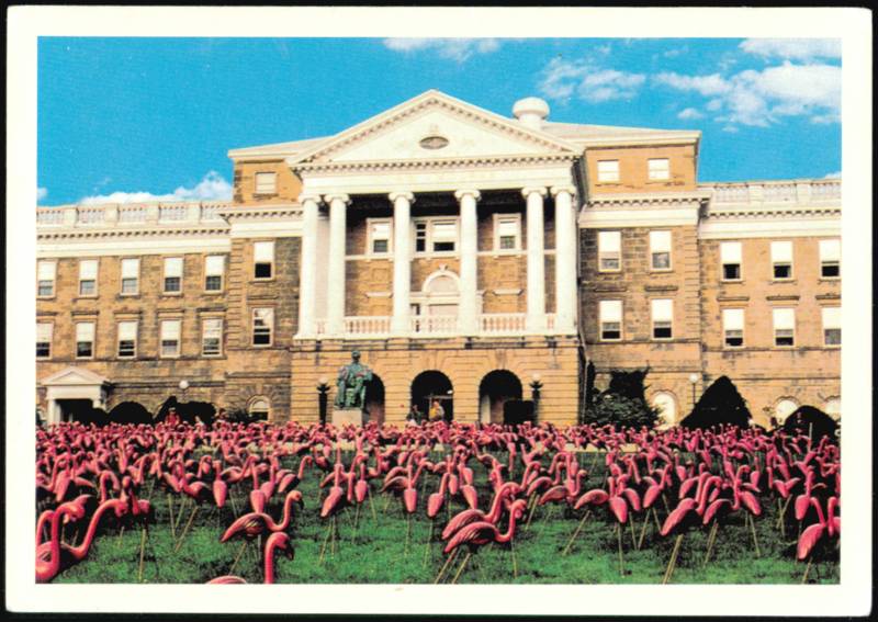 Bascom Hall Lawn Filled With Thousands of Pink Flamingos Madison Wisconsin