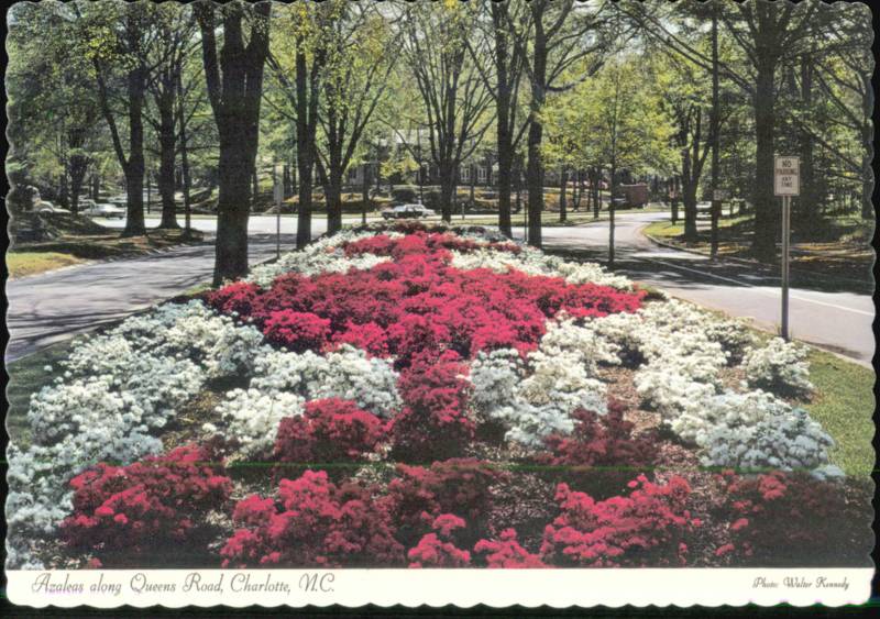 Azaleas along Queens Road in Spring Charlotte North Carolina