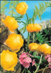 Trollius europaeus and Primula farinosa Wildflowers Postcard