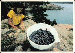 Picking Wild Blueberries by the Sea in Maine Postcard