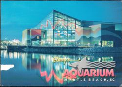 Ripley's Aquarium at Night with Shark and Neon Wave Lights Postcard