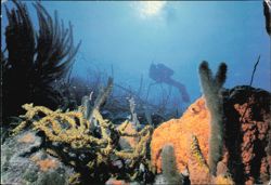 Underwater Scene with Colorful Sponges & Scuba Diver Postcard