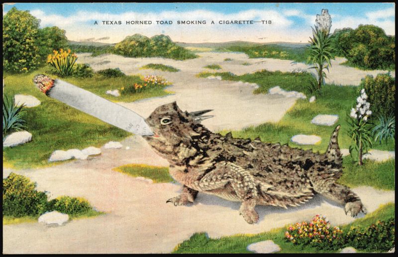 Texas Horned Toad Smoking a Cigarette Snakes & Reptiles