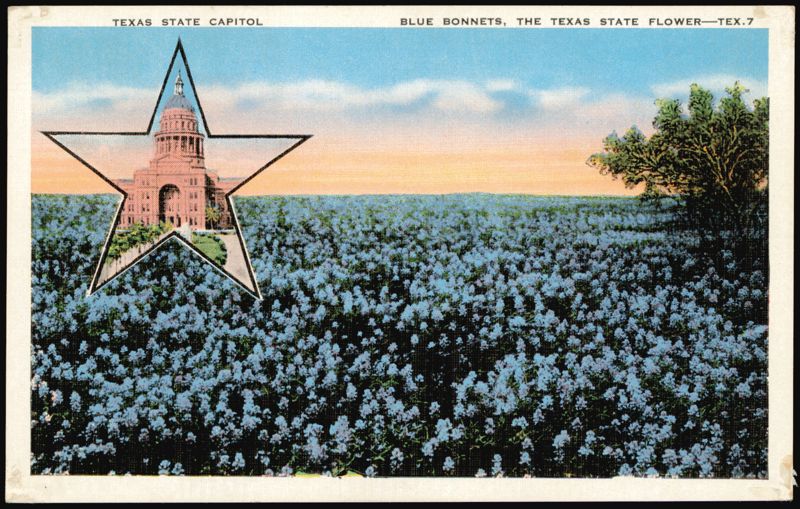Texas State Capitol & Blue Bonnets, State Flower Austin
