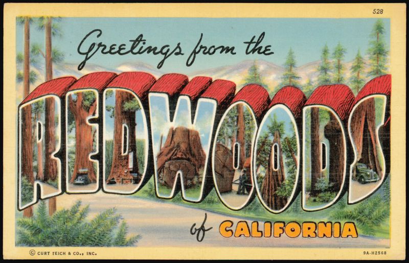 Greetings from the Redwoods California