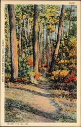 Greetings From Beverly, Ohio, Forest Path Postcard