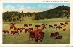 Buffalo on the Range in the Rockies Postcard