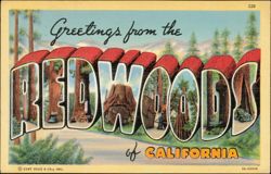 Greetings from the Redwoods Postcard