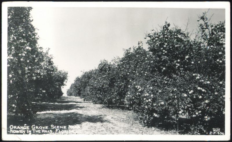 Orange Grove Scene Near Howey in the Hills Howey-in-the-Hills Florida