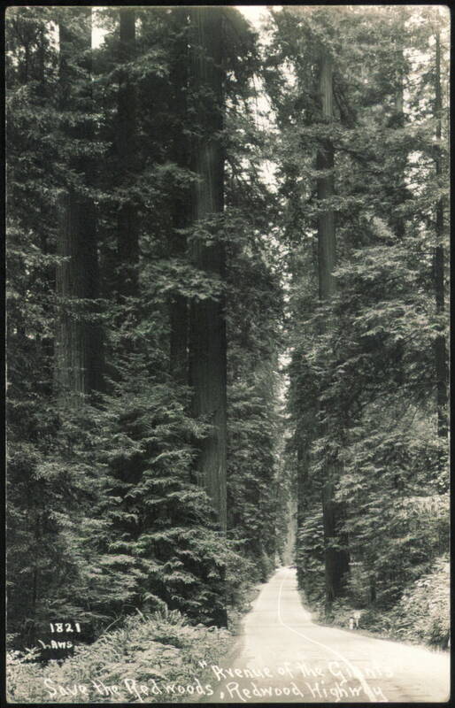 Avenue of the Giants, Redwood Highway California