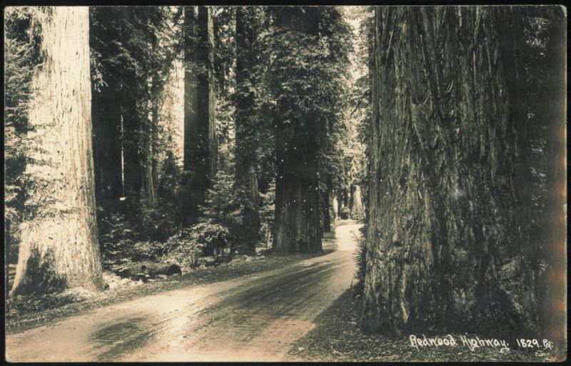 Redwood Highway Trees