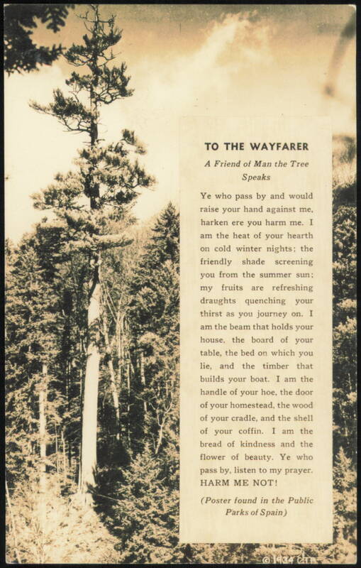 Sentinel Pine, Franconia Notch, White Mountains New Hampshire