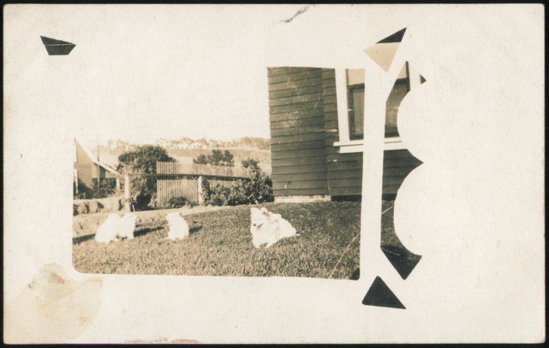Three White Fluffy Dogs in Yard