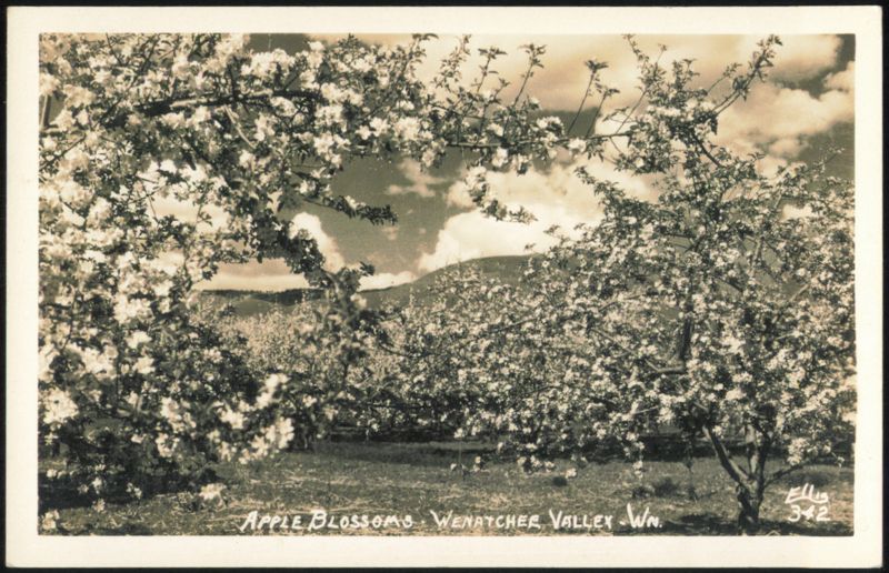 Apple Blossoms Wenatchee Washington