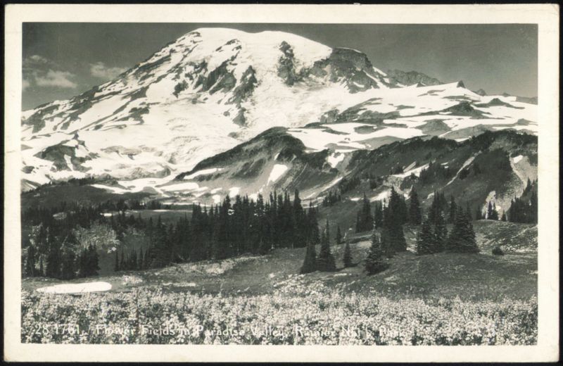Flower Fields in Paradise Valley, Rainier N.P. Washington
