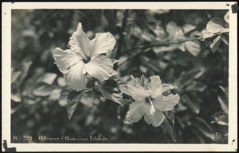 Hibiscus - Hawaiian Islands
