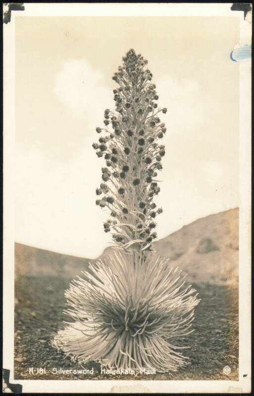 Silversword Plant, Haleakala Hawaii