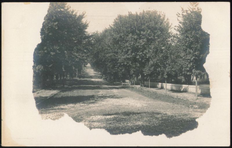 Tree Lined Road with Canopy Trees