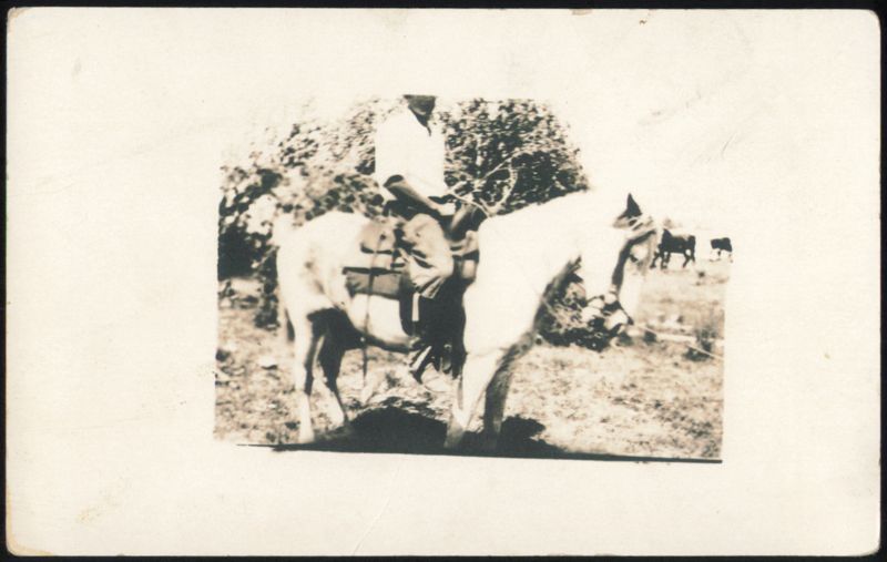 Man Riding Donkey or Mule with Pack Donkeys