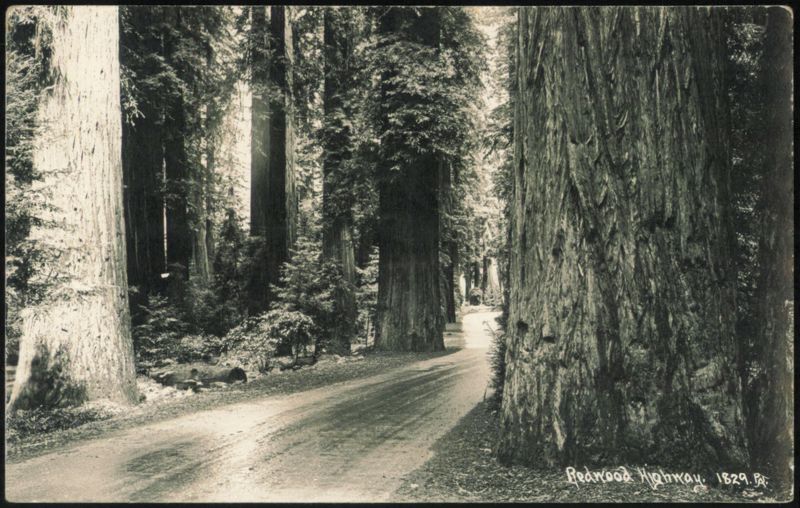 Redwood Highway California
