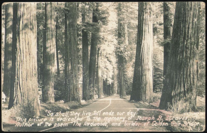 Redwood Forest Road, Joseph B. Strauss Memorial Trees