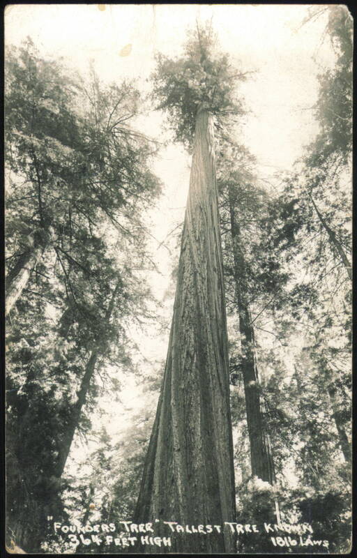 Founders Tree, Tallest Tree Known, 364 Feet High Trees