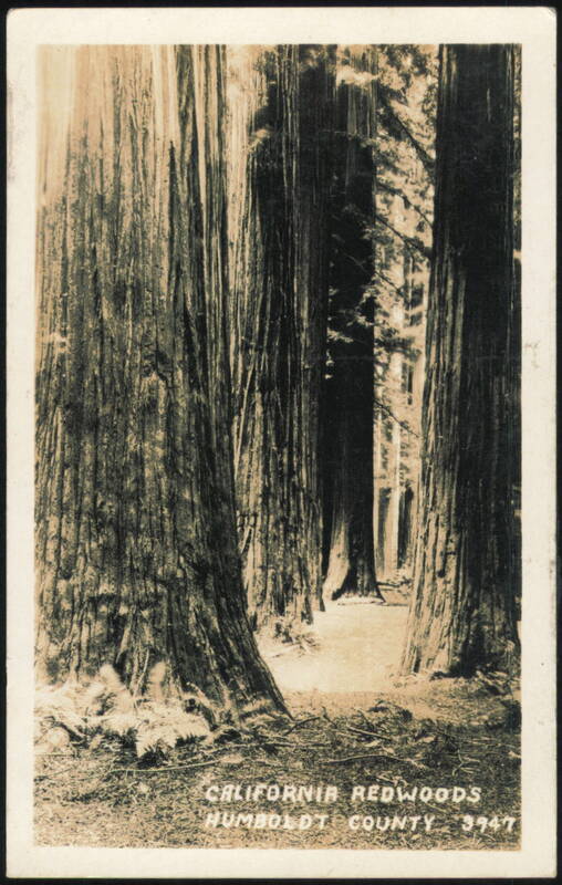 California Redwoods, Humboldt County