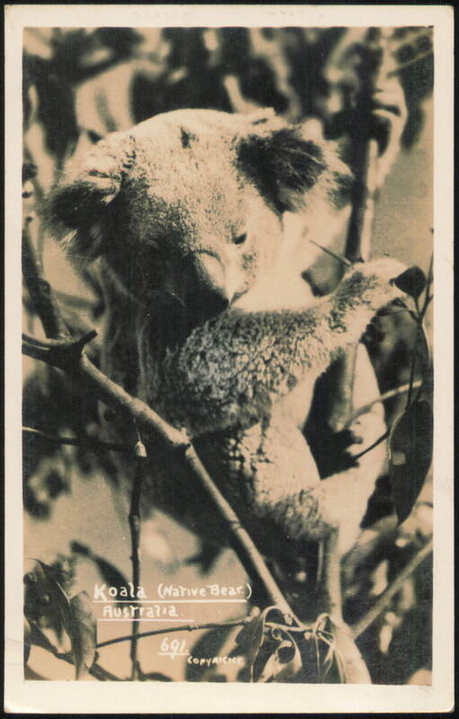 Koala (Native Bear) with Joey in Tree Australia