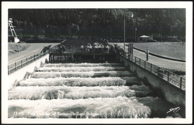 Fish ladder at Bonneville Dam Oregon