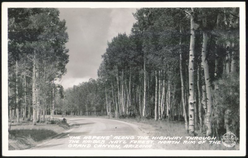 Aspens Along Highway, Kaibab National Forest Grand Canyon National Park Arizona