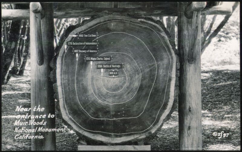 Muir Woods Tree Cross Section with Historical Dates California